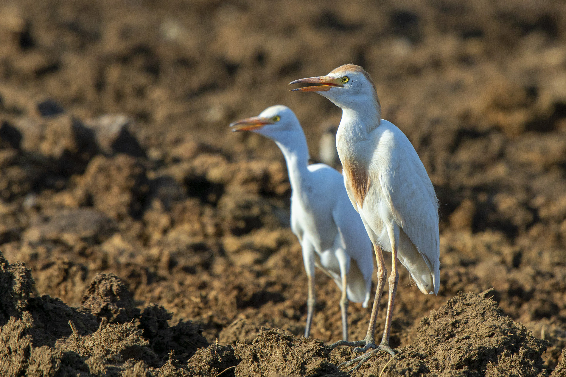 Cattle Egret