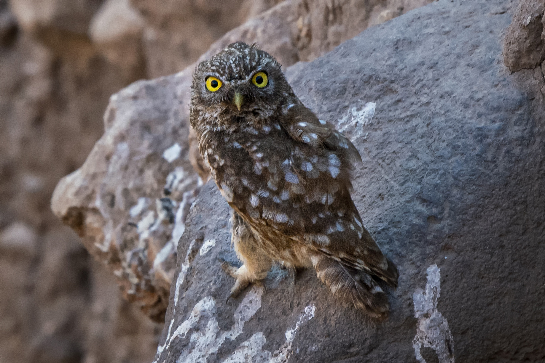 Little Owl