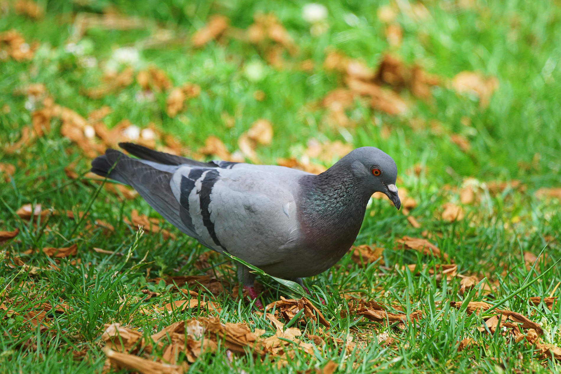 Rock Pigeon