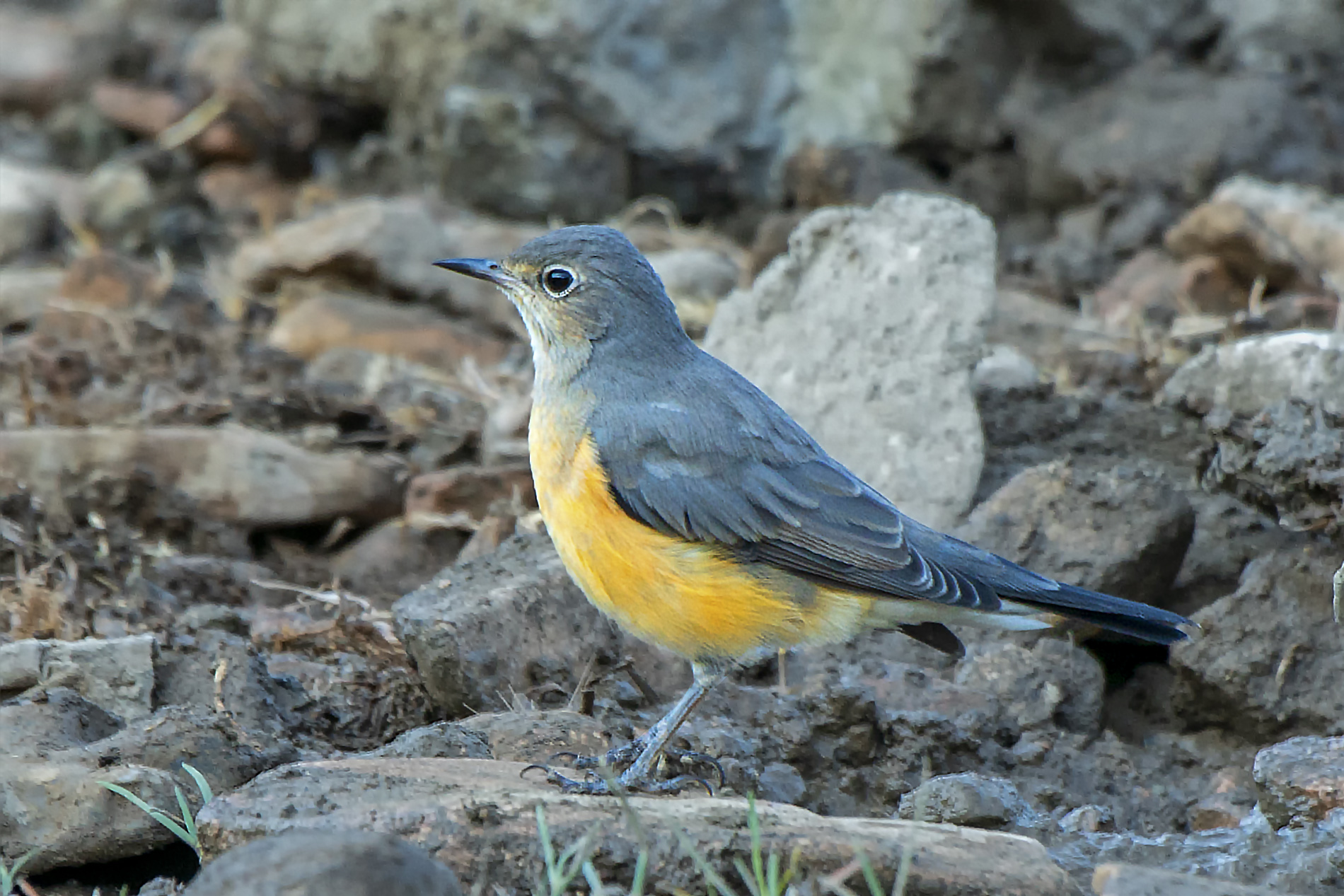 White-throated Robin