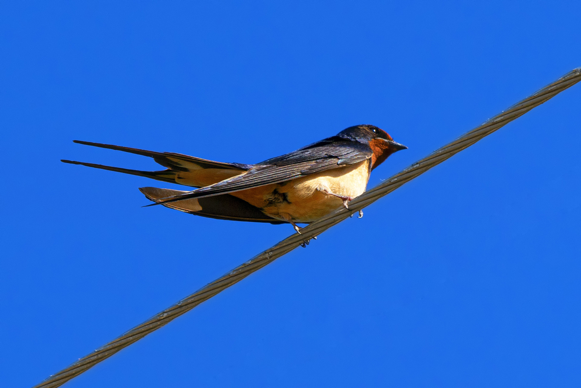 Barn Swallow