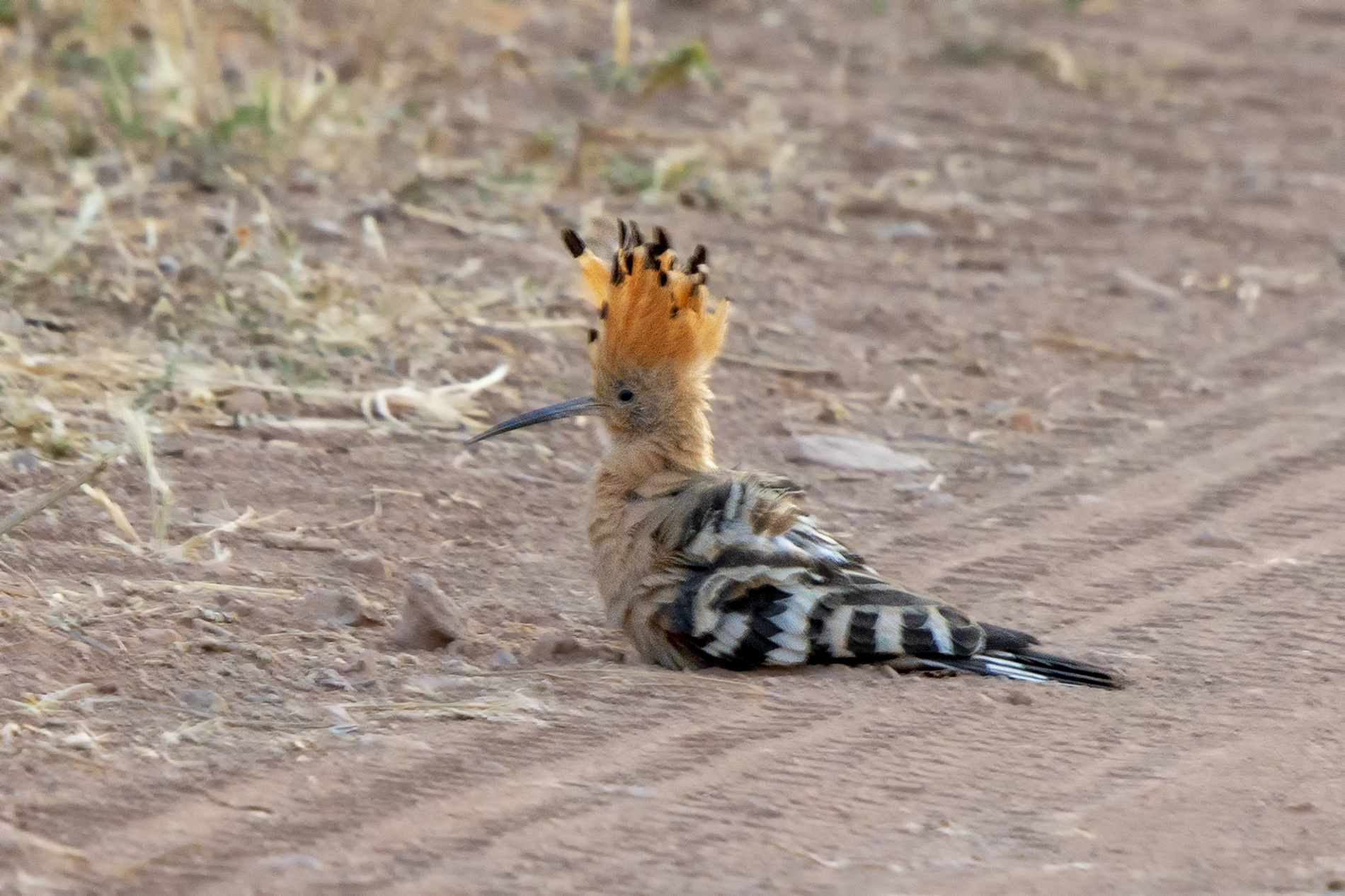 Eurasian Hoopoe