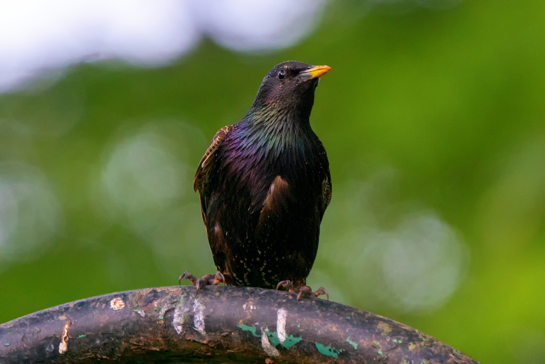 European Starling