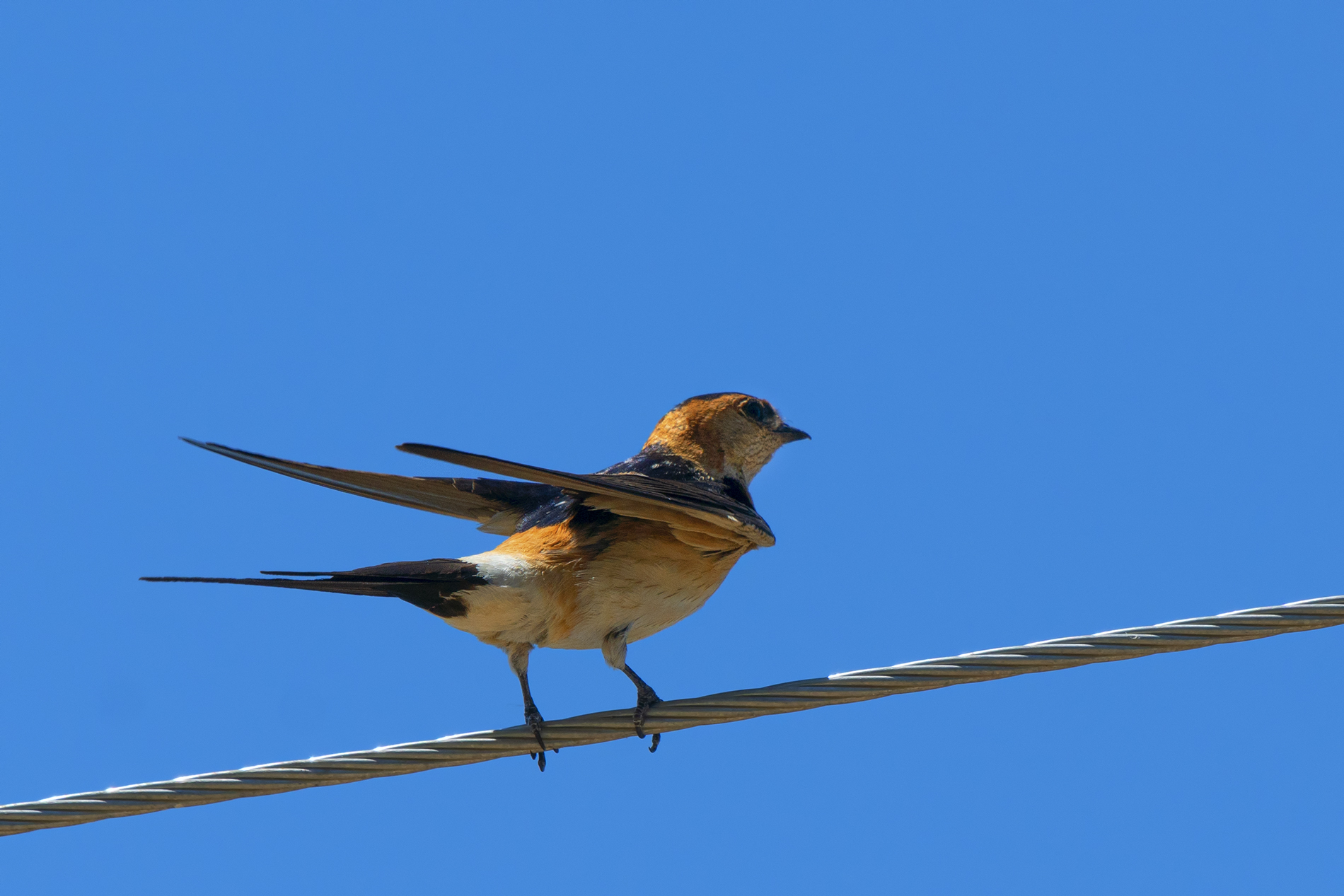 Red-rumped Swallow