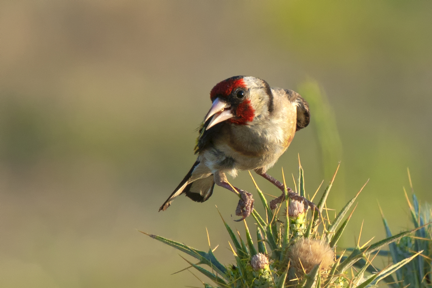 European Goldfinch