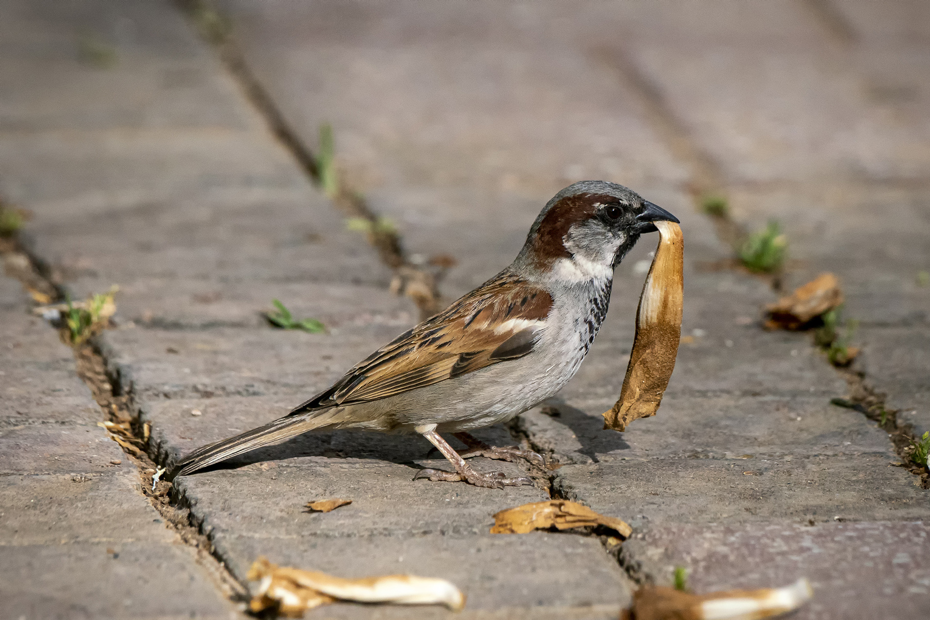 House Sparrow
