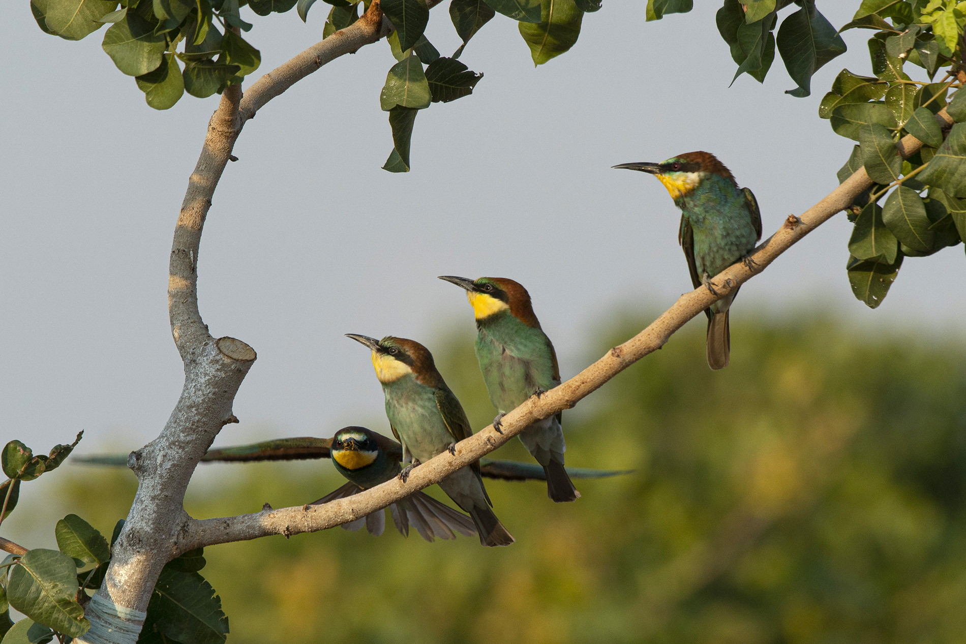 European Bee-eater