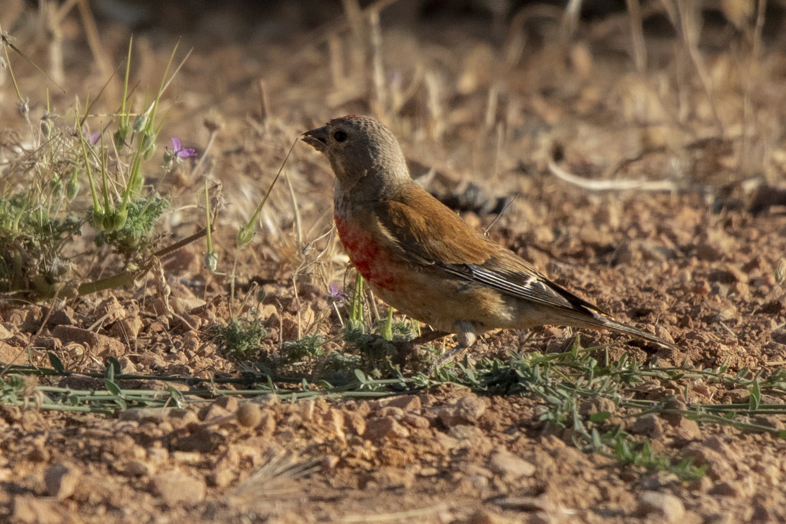Eurasian Linnet