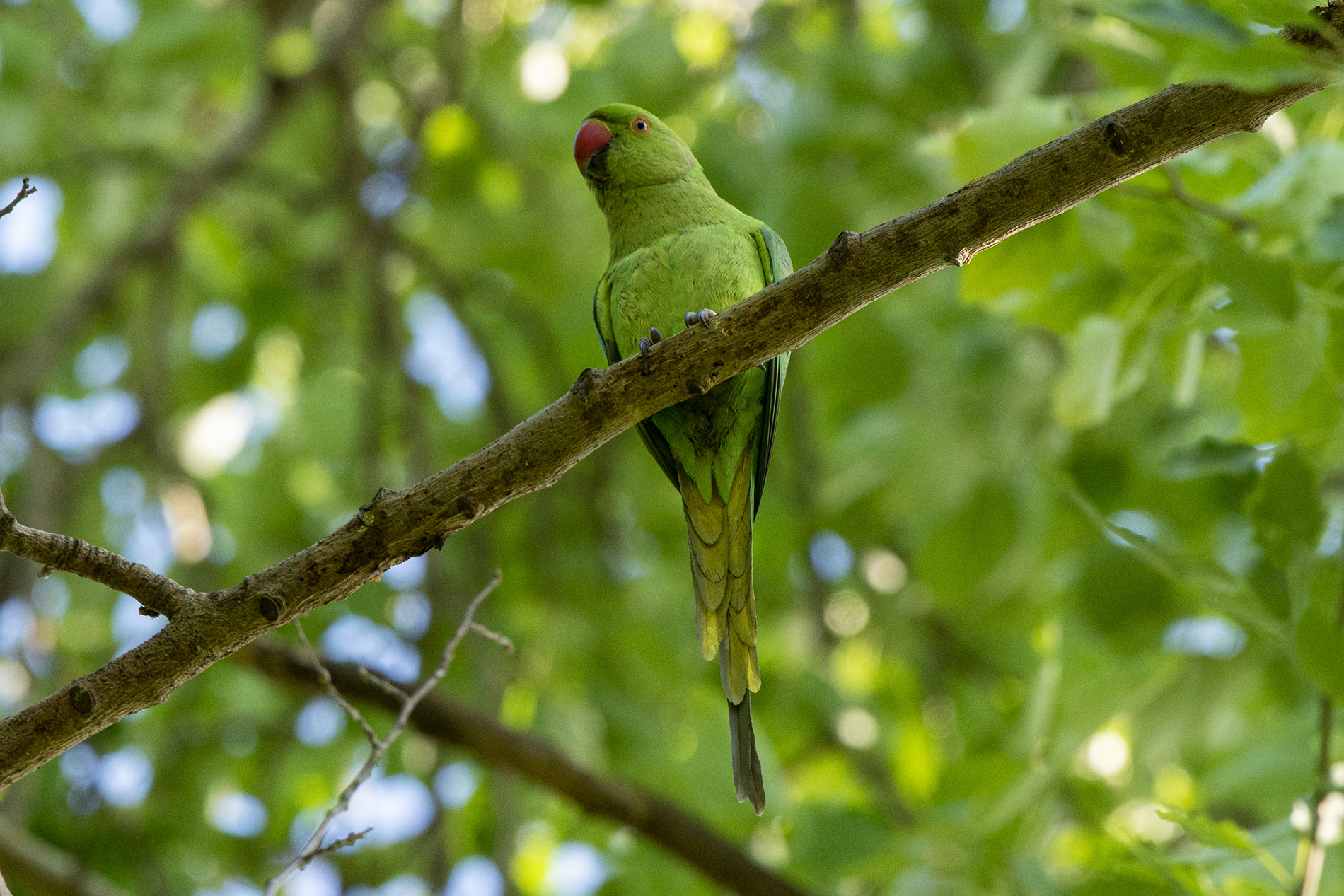 Rose-ringed Parakeet