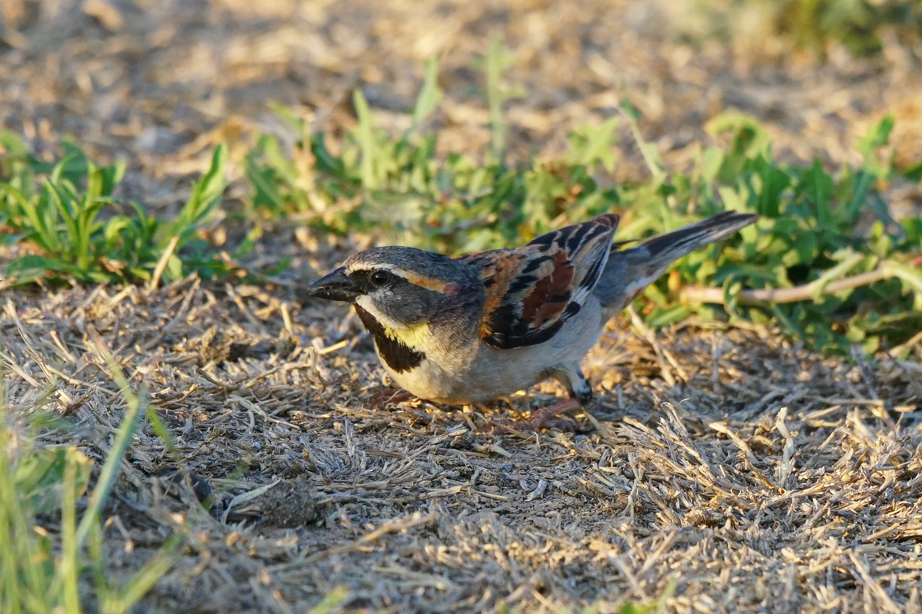 Dead Sea Sparrow