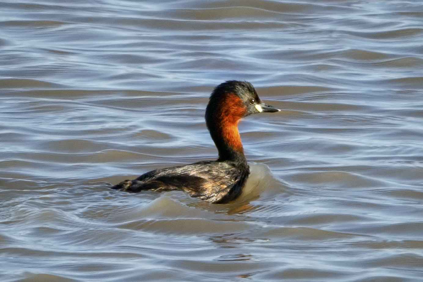 Little Grebe