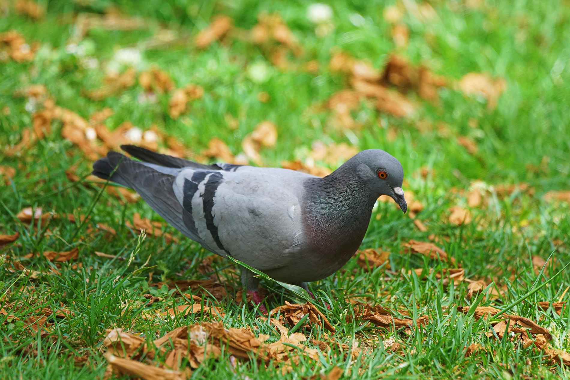 Rock Pigeon