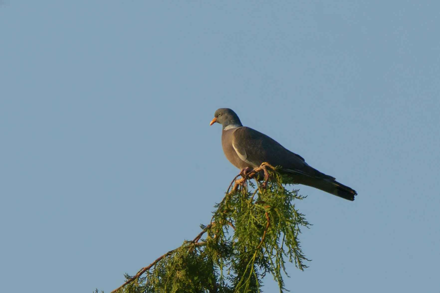 Common Wood-Pigeon