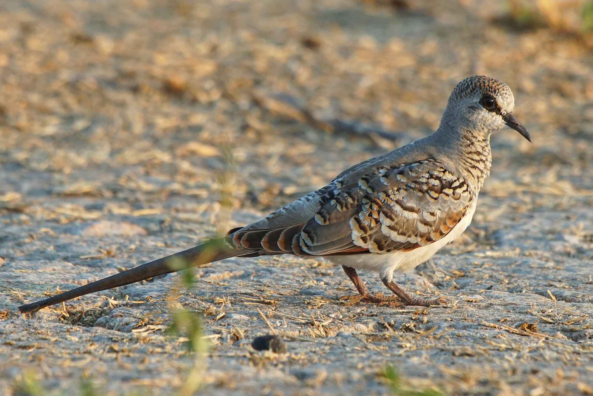 Namaqua Dove
