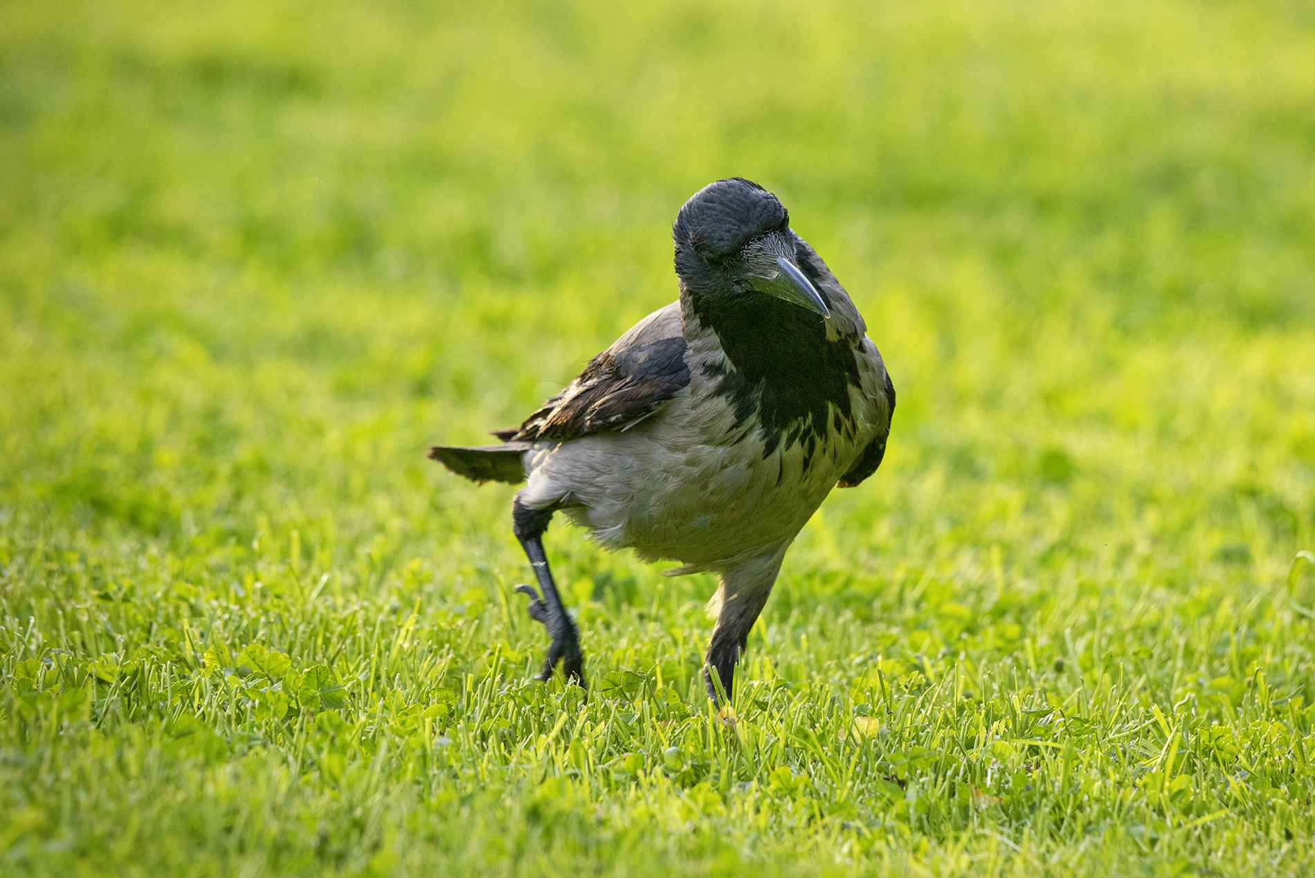 Hooded Crow