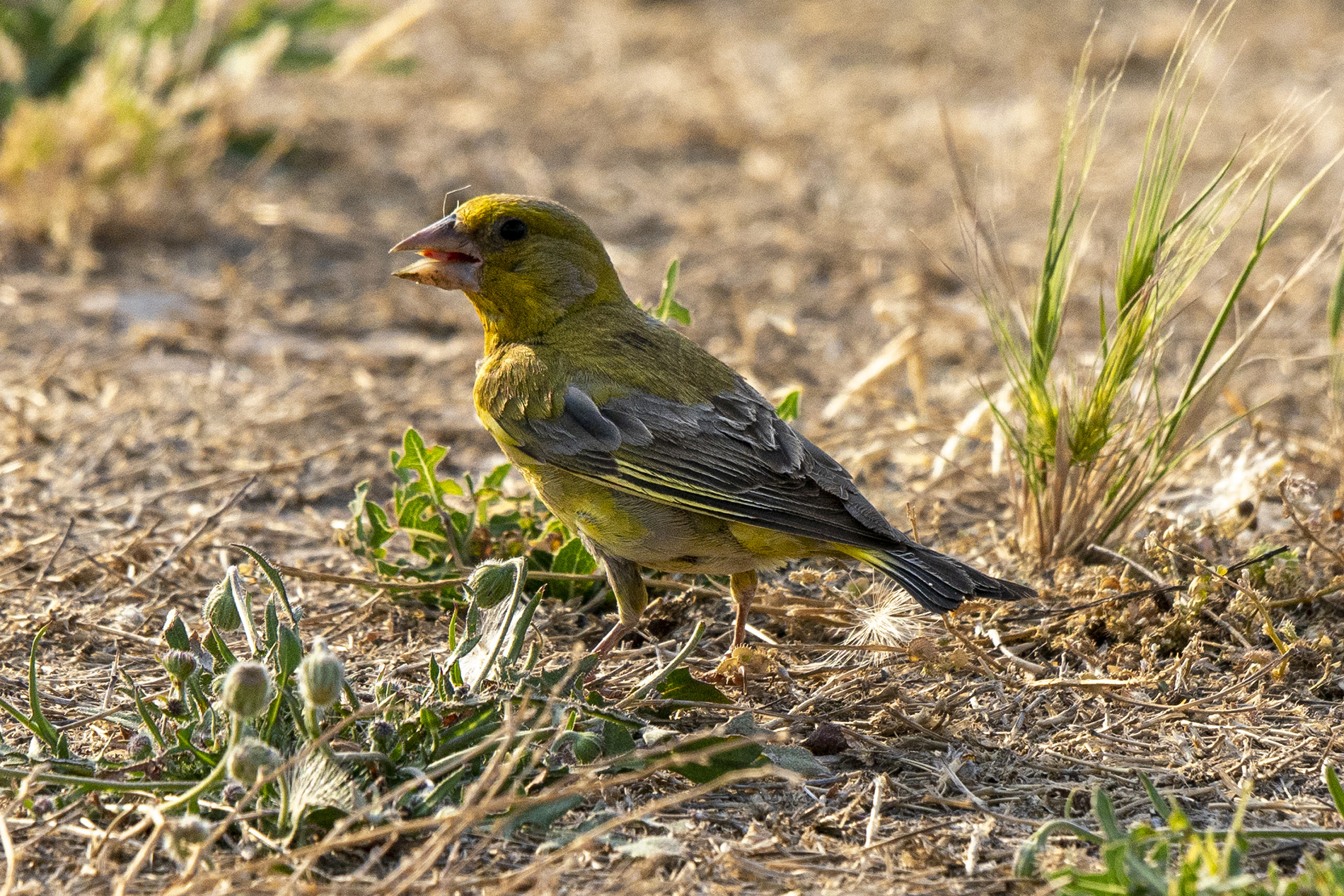 European Greenfinch