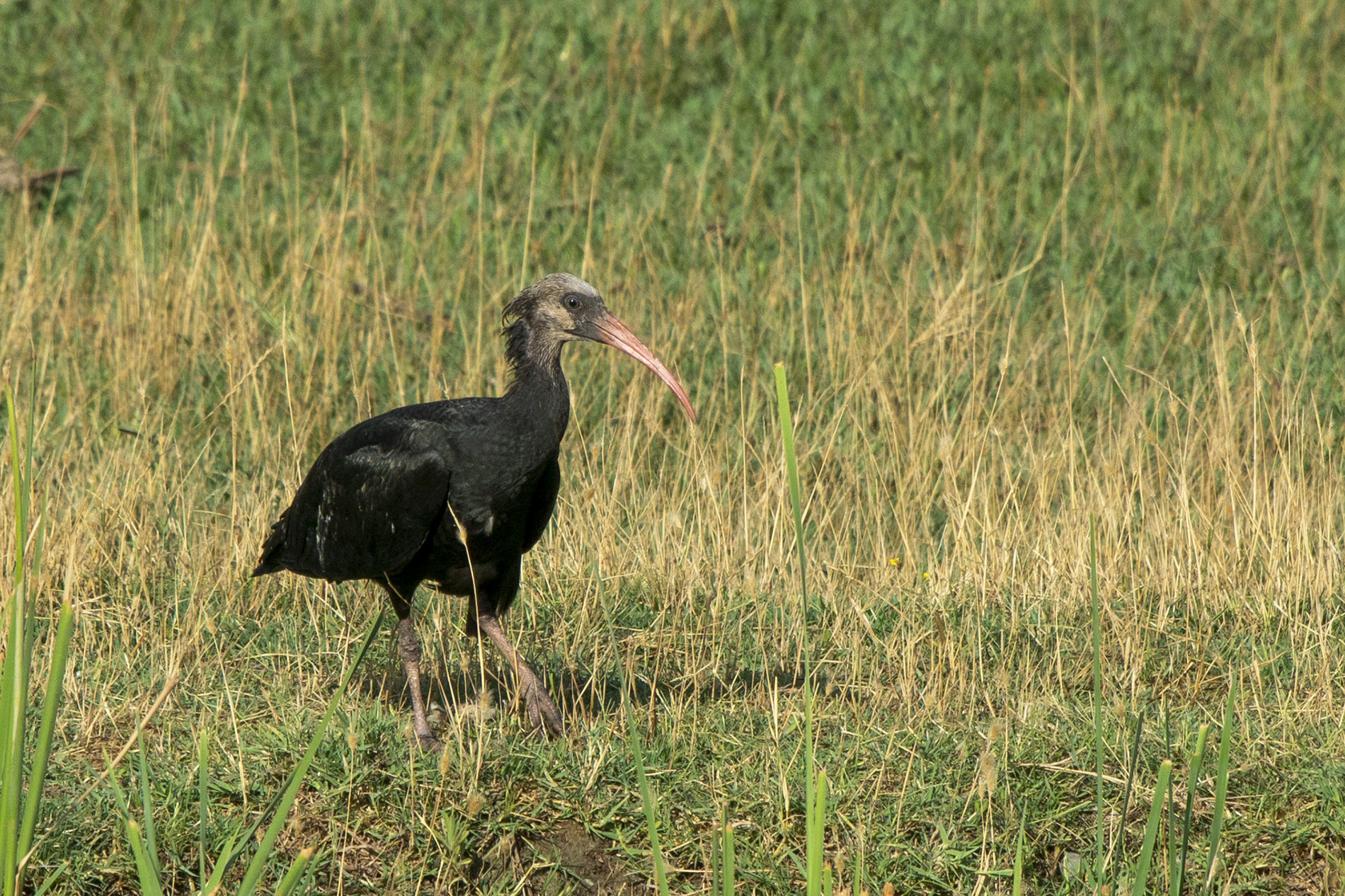 Northern Bald Ibis