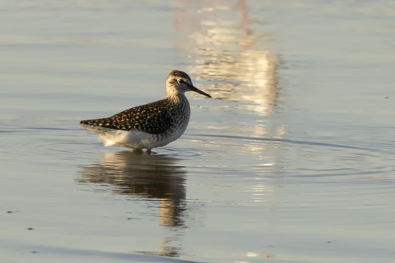 Wood Sandpiper