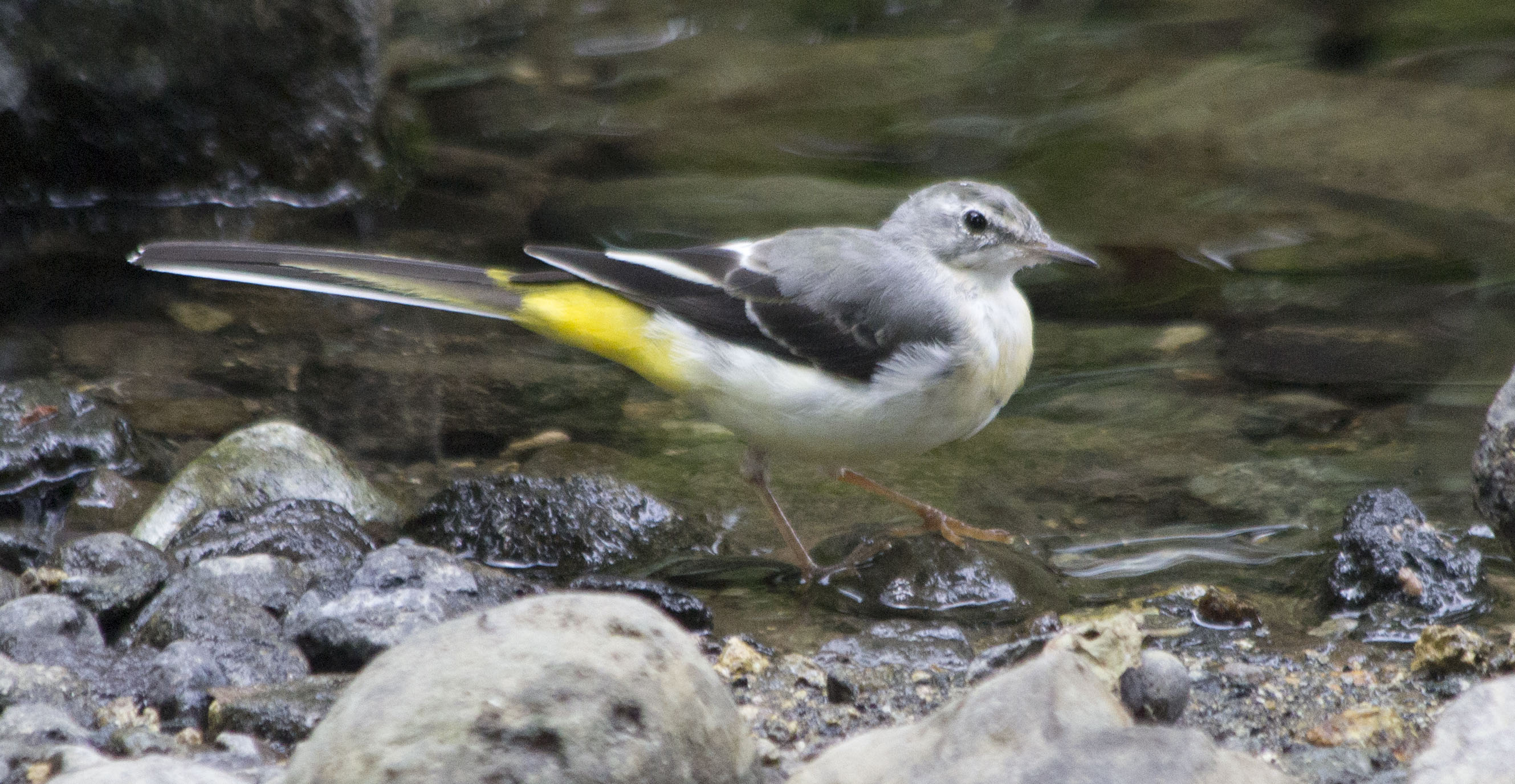 Gray Wagtail