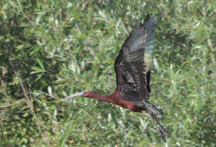 Glossy Ibis