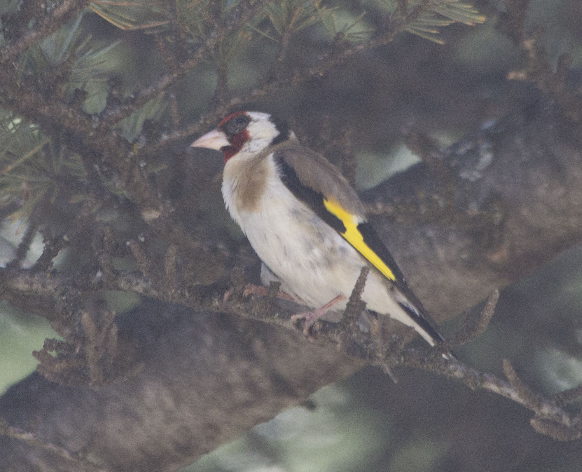 European Goldfinch