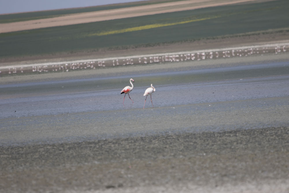 Greater Flamingo