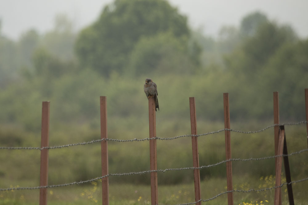 Red-footed Falcon