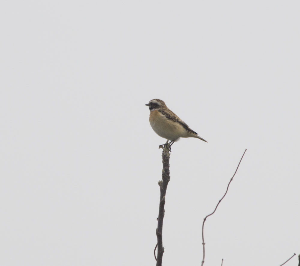 Whinchat