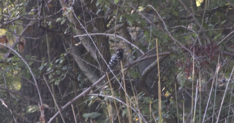 Lesser Spotted Woodpecker