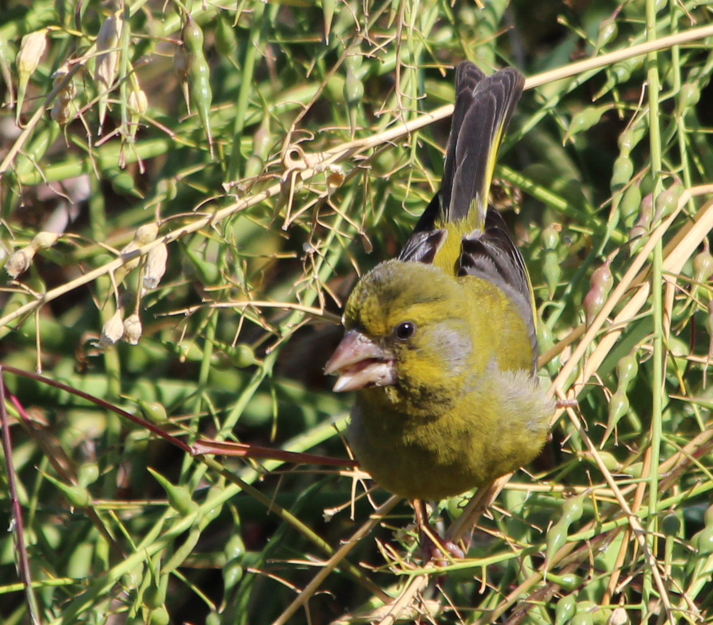 European Greenfinch