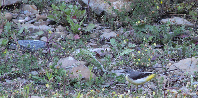 Gray Wagtail