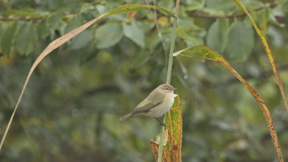 Common Chiffchaff