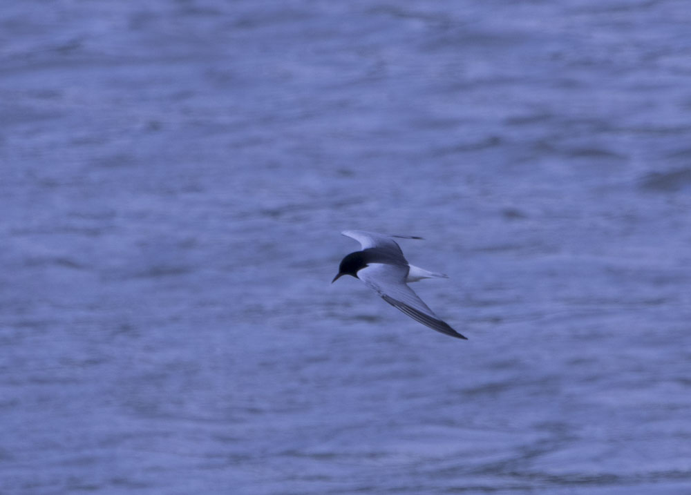 White-winged Tern — Ana fotoğraf