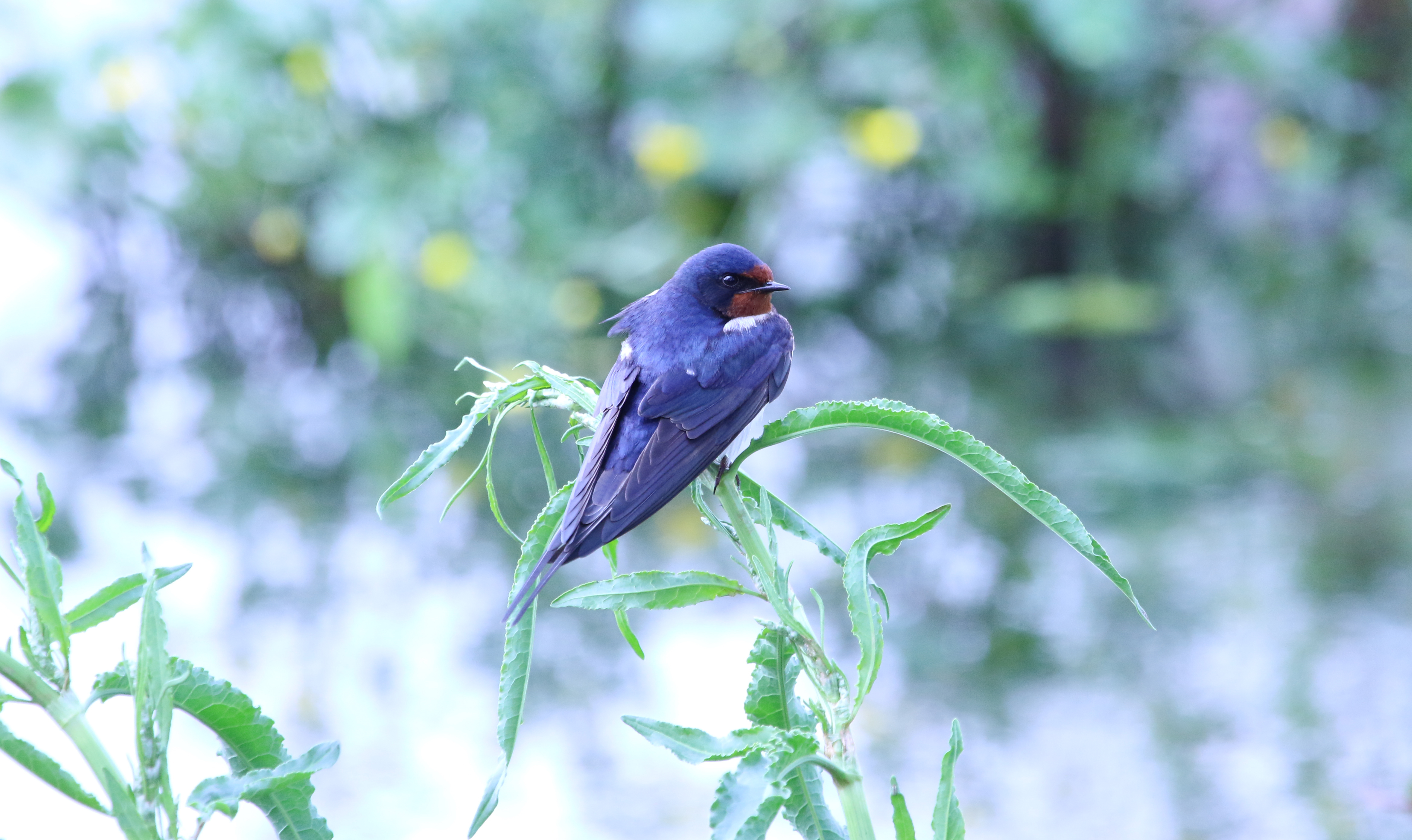 Common House-Martin