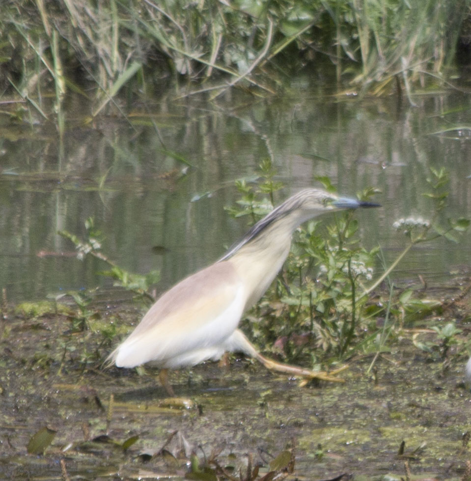 Squacco Heron