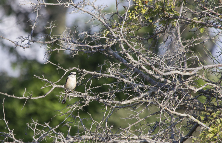Masked Shrike — Ana fotoğraf