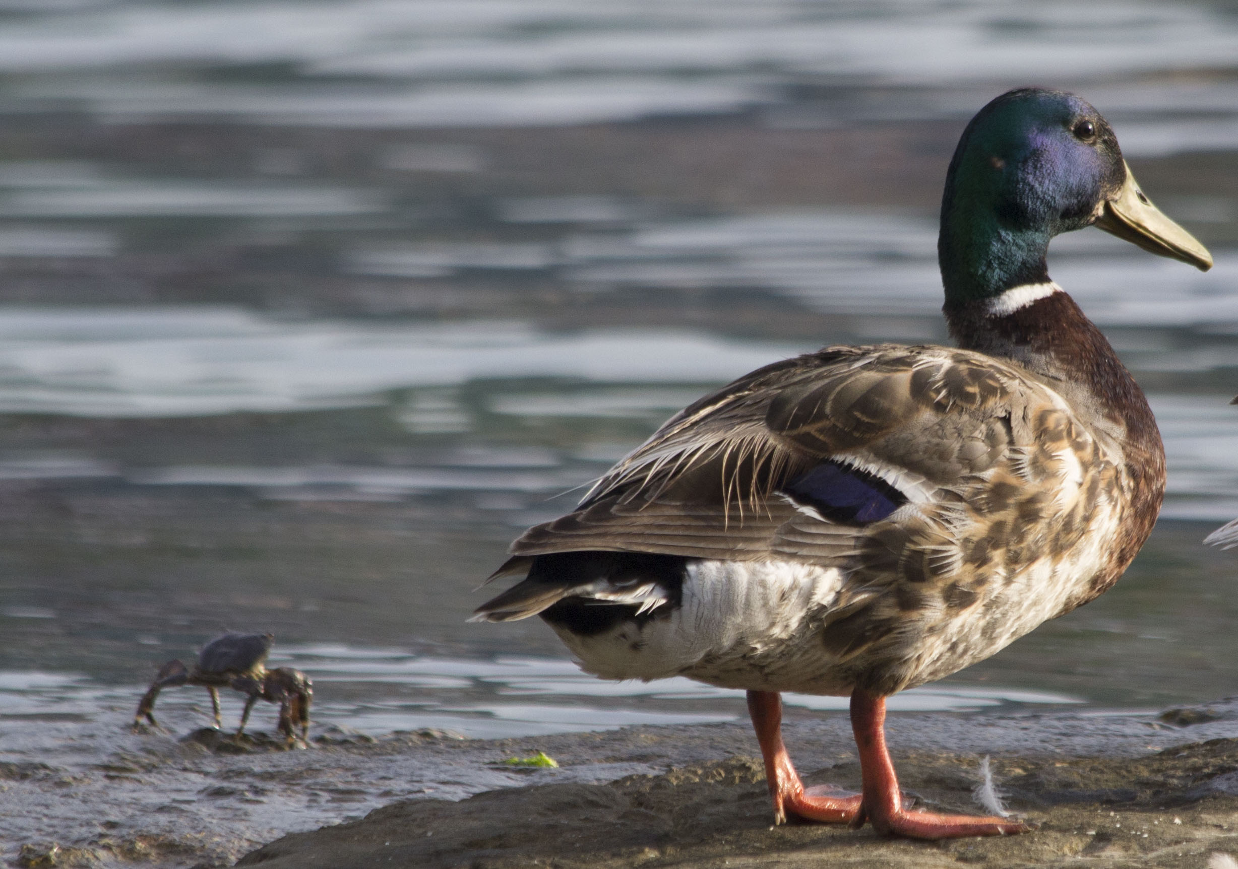 Mallard