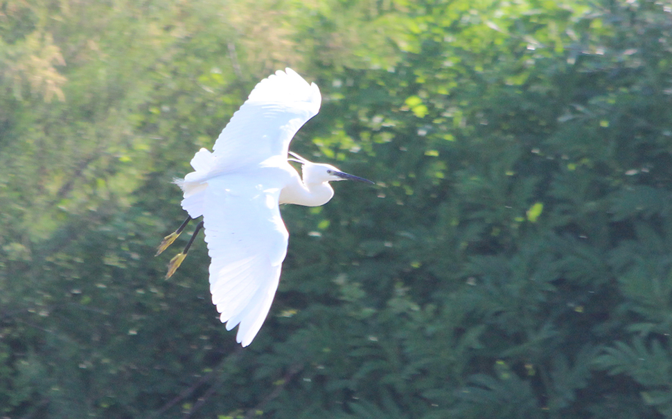 Little Egret