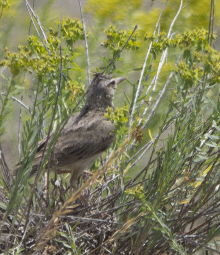 Crested Lark