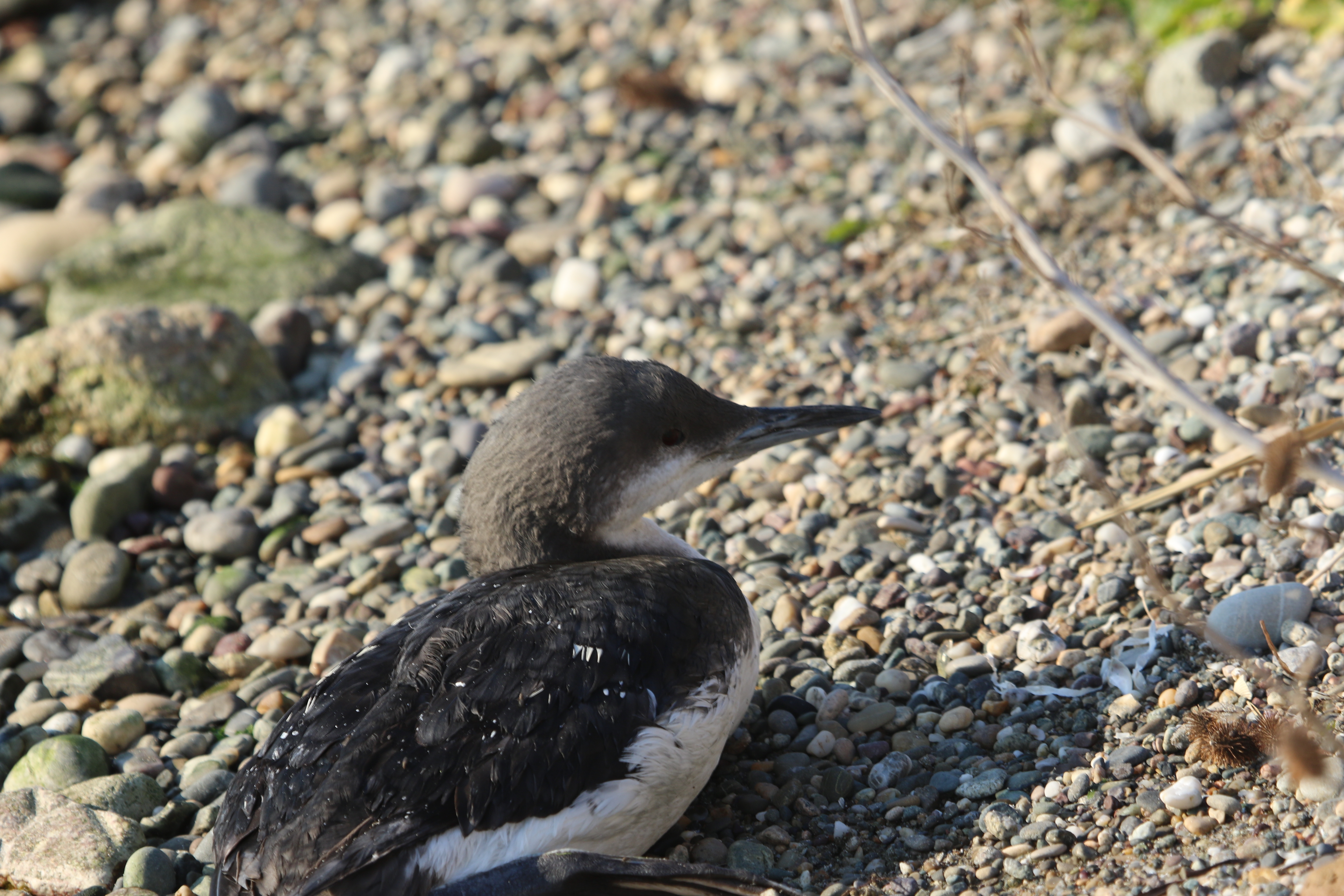 Arctic Loon
