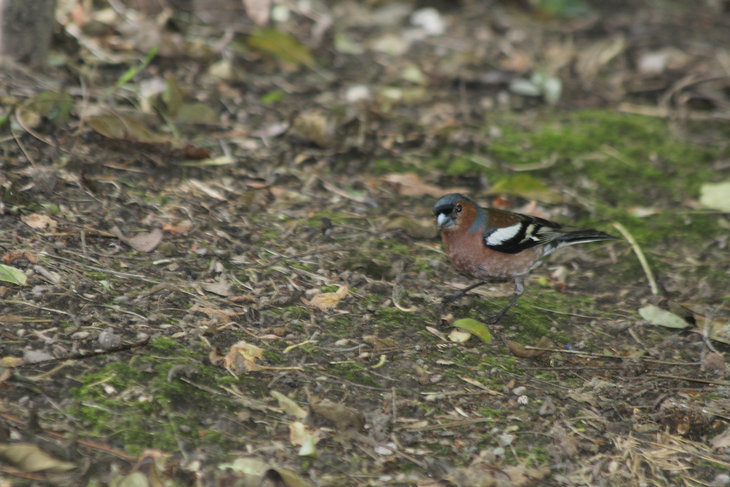 Common Chaffinch