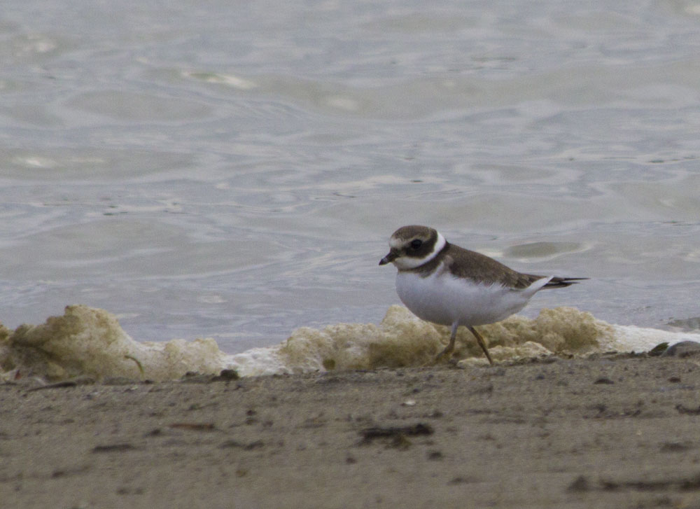 Common Ringed Plover