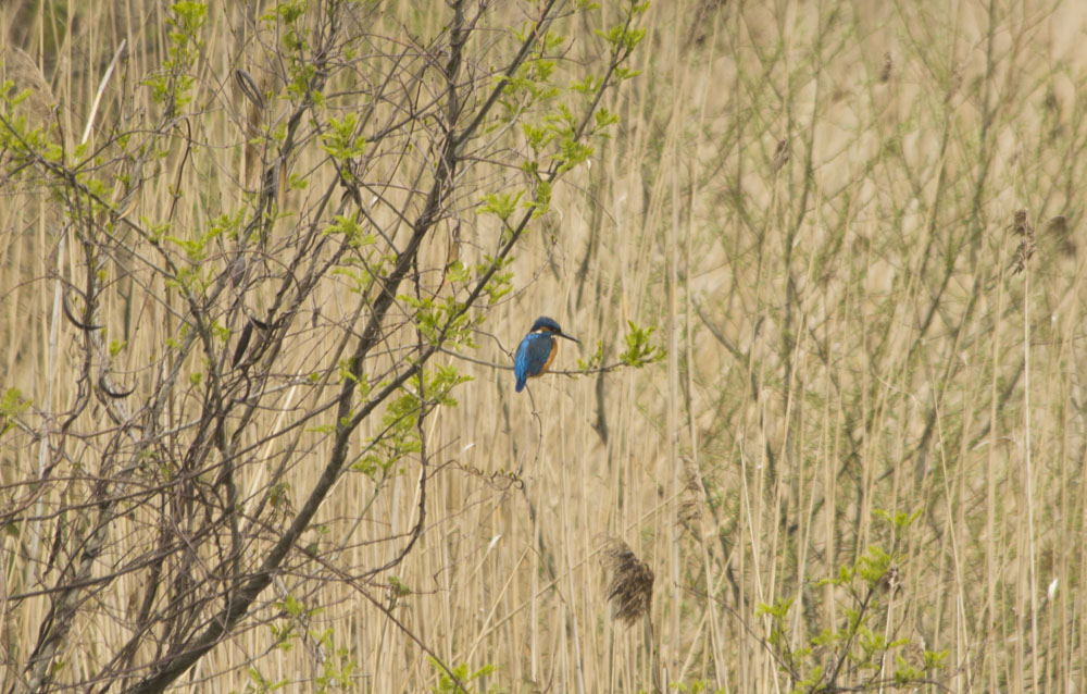 Common Kingfisher