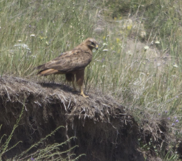 Long-legged Buzzard