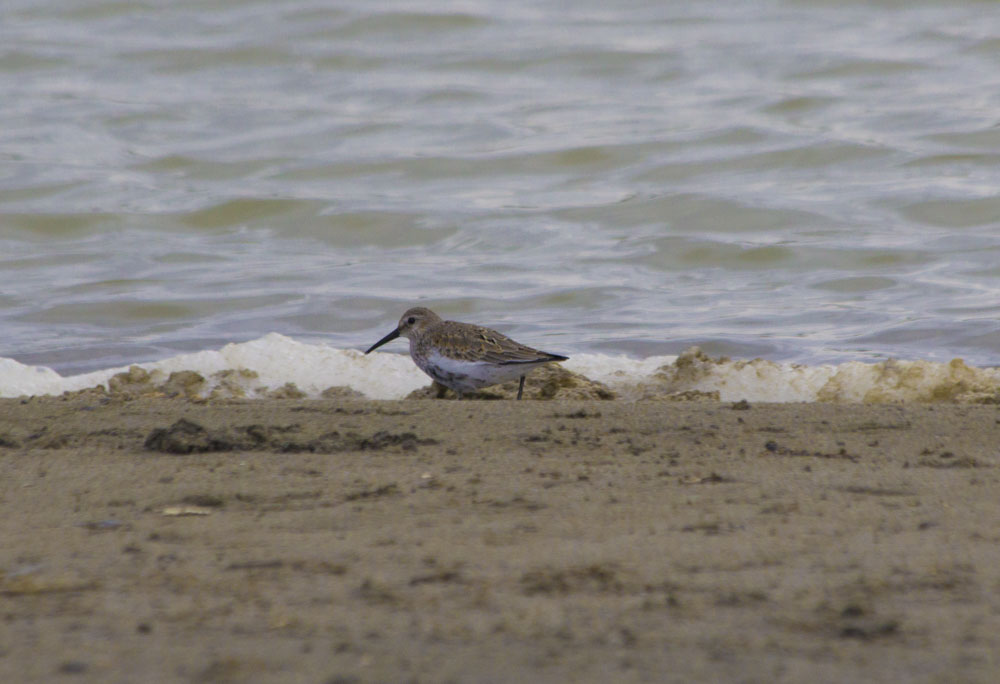 Little Stint