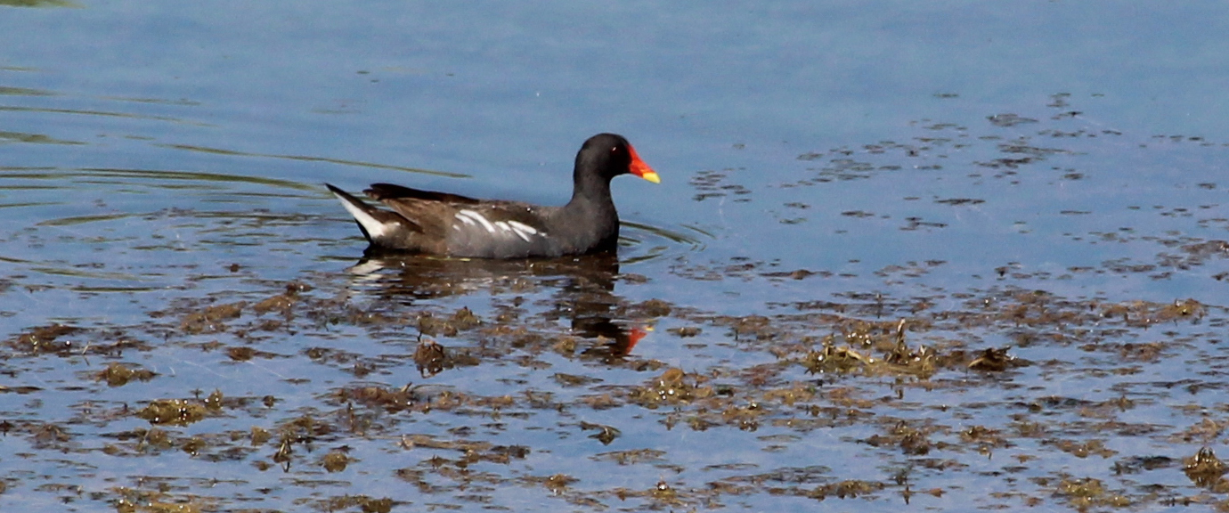 Eurasian Moorhen