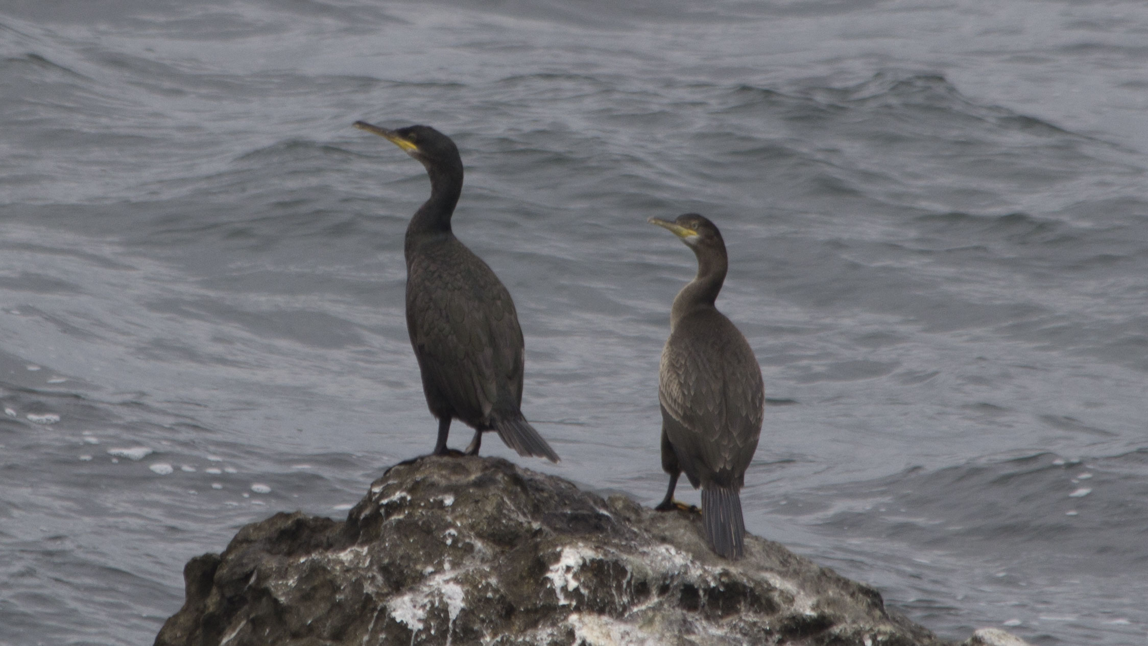 Great Cormorant