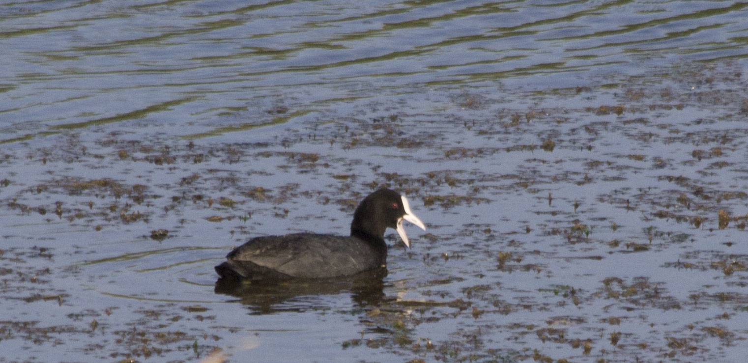 Eurasian Coot