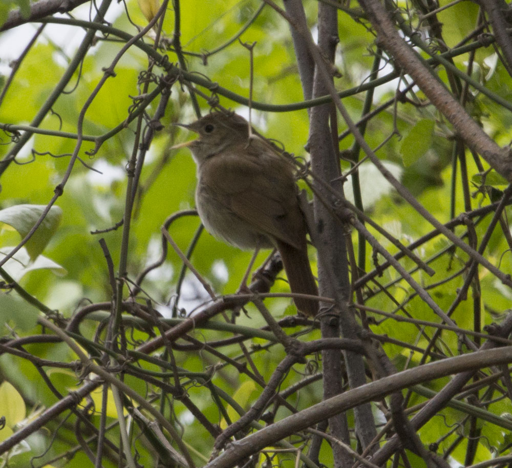 Common Nightingale