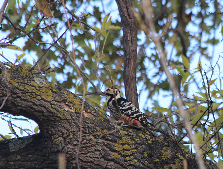 White-backed Woodpecker
